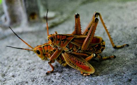 Can Insects Have Orgasms During Sex The Answer Will Surprise Or