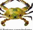 Afbeeldingsresultaten voor Portunus Portunus trituberculatus. Grootte: 116 x 106. Bron: www.researchgate.net