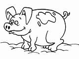 Mud Porco Colorir Pig sketch template