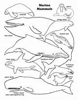 Coloring Marine Mammal Mammals Ocean sketch template