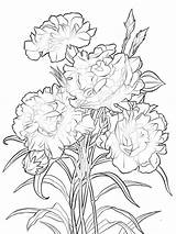 Carnation Coloring Pages Flower Flowers Carnations Printable Mycoloring Recommended Choose Board Drawing sketch template
