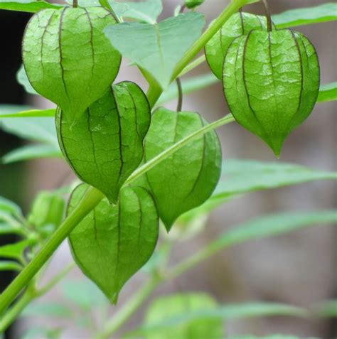 tanaman herbal  diabetes belajar berkebun