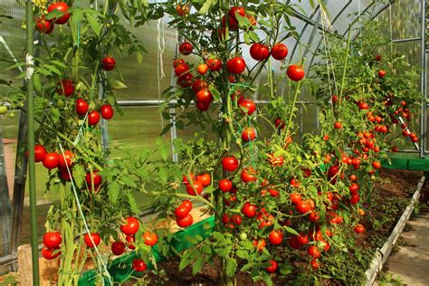 fruchtfolge bei tomaten  pflanzt man danach plantura
