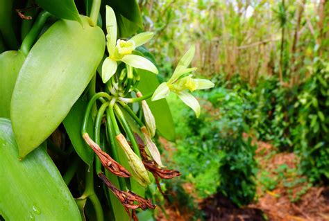 vanilla cultivation   beneficial  people  nature earthcom