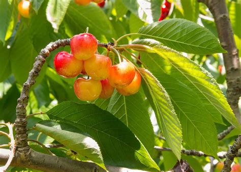 plant  cherry tree finding  ideal spot   yard