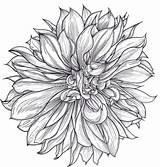 Dahlia sketch template