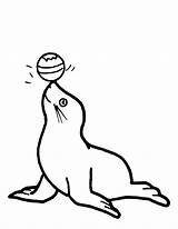 Seal Coloring Clipart Pages Animals Printable Drawing Elephant Circus sketch template