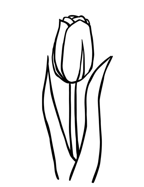 tulip coloring pages  printable tulip coloring pages flower templates printable