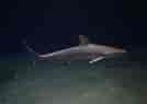 Image result for Black Pit Shark. Size: 134 x 95. Source: www.pinterest.com