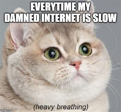 télécharger slow cat meme gratuit gidmeme