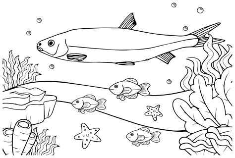 bluefish  small fish coloring page  printable coloring pages