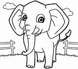 Elephant Coloring Detail Kids sketch template