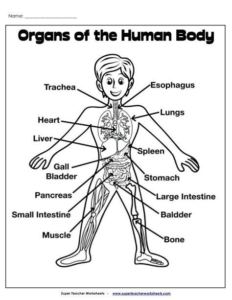 organs picture