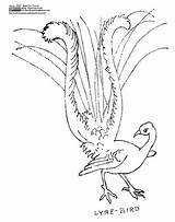 Lyre Lyrebird Embroidery 1912 sketch template