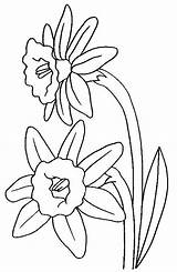 Coloring Daffodils Pages Daffodil Colouring Flower Flowers Color Acoloringbook Templates Children sketch template