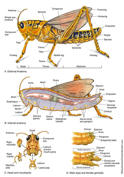 insect anatomy grasshopper carlson stock art