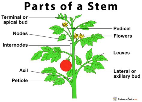 parts   stem   structures  functions