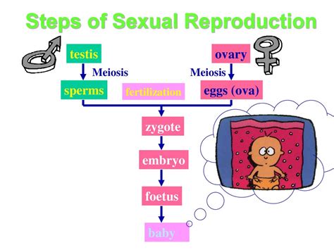 Sexual Reproduction презентация онлайн