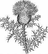 Thistle Scottish Clipart Drawing Line Weed Flower Marijuana Svg Leaves Weeds Biology Plant Pix Transparent Vector Clip Botany Thistles Off sketch template