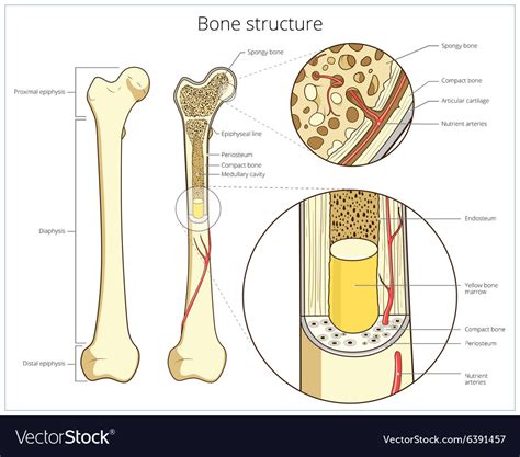 bone structure medical educational royalty  vector image