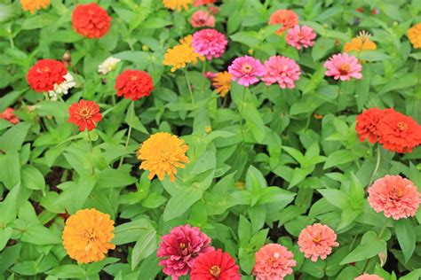 popular zinnia cultivars learn   types  zinnia flowers