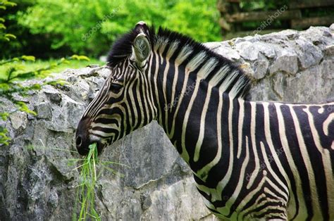 zebra eating grass stock photo  markowska