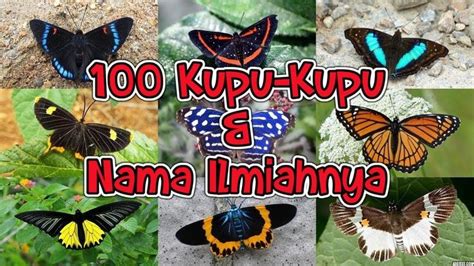 species  butterflies   scientific names butterfly
