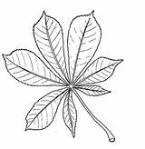 Chestnut Leaf Drawing Tree Horse Leaves Clipart Biology Coloring Outline Biological Drawings Sycamore Plant Sketch Resources Fall Clip Big Pages sketch template