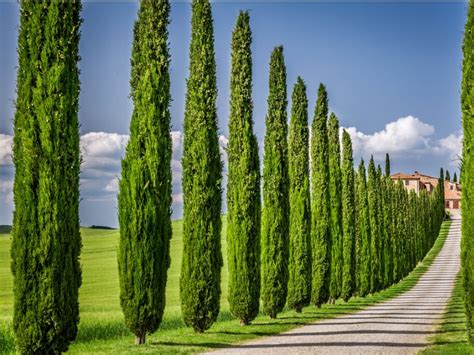 italian cypress information learn   grow  italian cypress tree