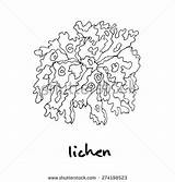 Lichen Clipart Wood Designlooter Clipground 470px 5kb sketch template