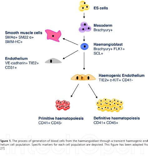 figure   embryonic stem cell differentiation  model system