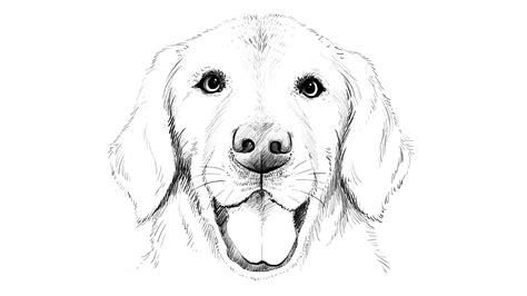 image result  golden retriever drawing step  step dog face drawing easy realistic
