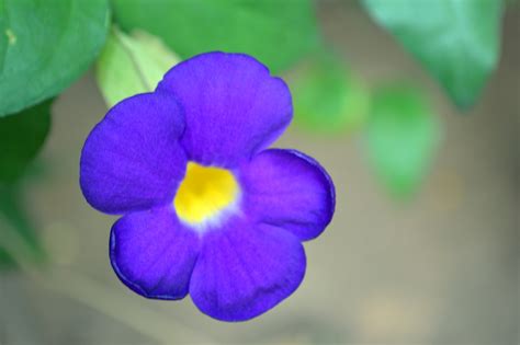 filepurple flower   petalsjpg wikimedia commons