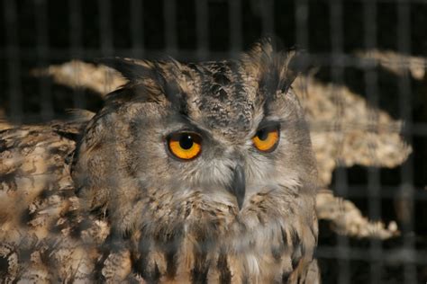 owl stock photo freeimagescom