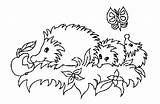 Pages Hedgehogs sketch template