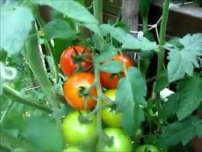campari tomatoes youtube