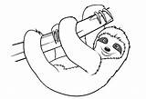 Sloth Leniwiec Toed Sloths Kolorowanka Leniwy Druku Kolorowanki Realistic Bettercoloring Wydruku Drukowanka Zwierzątko sketch template