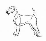 Terrier Airedale Drawing Clipart Cliparts Getdrawings Library East sketch template