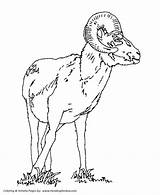 Coloring Pages Goat Wild Animal Ram Animals Kids Printables Honkingdonkey Comments sketch template