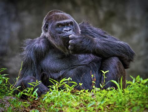 gorilla pose photograph  mark chandler