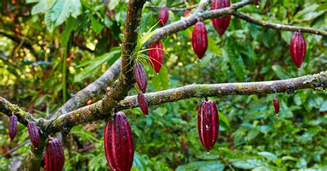 how cocoa beans grow and are harvested into chocolate