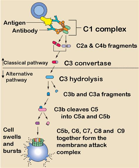 complement system wikidoc