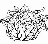 Cauliflower Coloring Coloringcrew Food sketch template