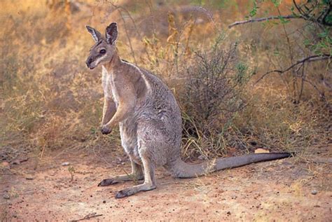 wallaby marsupial britannica