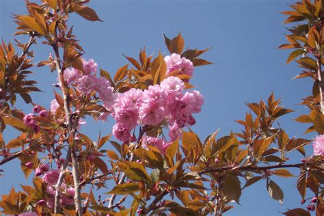 Double Pink Cherry Prunus Kanzan Chew Valley Trees