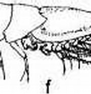 Afbeeldingsresultaten voor "euphausia Mucronata". Grootte: 179 x 74. Bron: www.researchgate.net