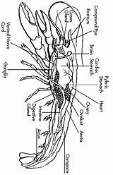 Crayfish Worksheet Figure Thirteen Edonline Lessons sketch template