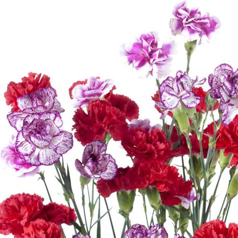 mini carnations assorted floralsectioncom