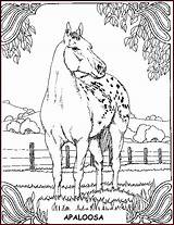 Horse Chevaux Colorat Apaloosa Cheval Cavalli Caluti Colouring Cai Konji Calarie Imagini Pferde Crtež Trideset Devet Desene Bojanke Cavallo Planse sketch template