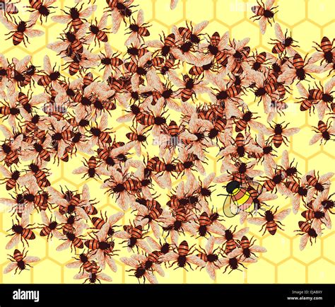 honeybee queen mating  res stock photography  images alamy